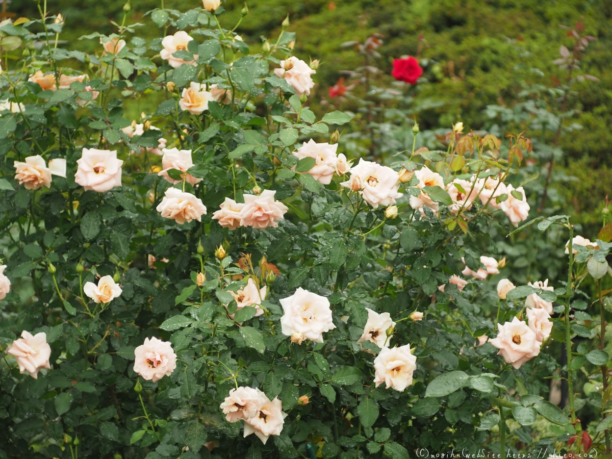 古河庭園の薔薇 - 43