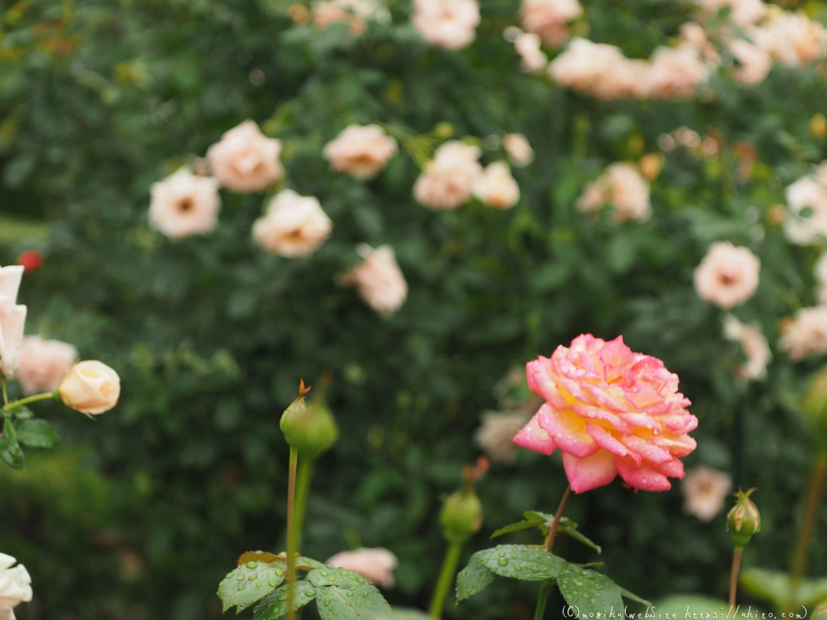 古河庭園の薔薇 - 44