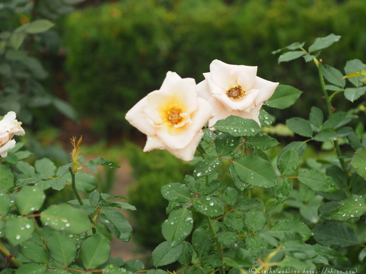 古河庭園の薔薇 - 45