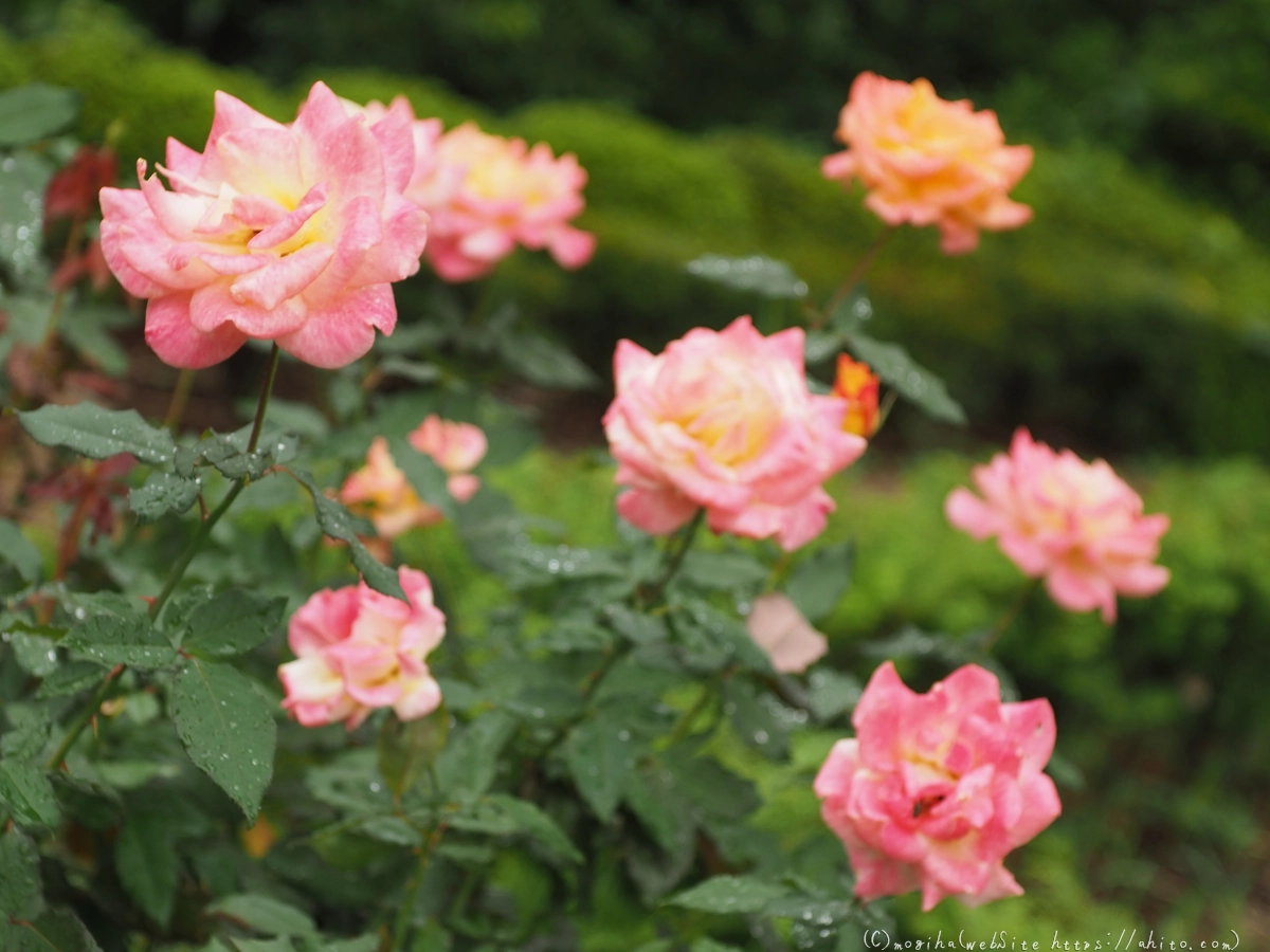 古河庭園の薔薇 - 46