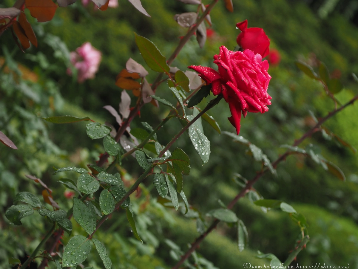 古河庭園の薔薇 - 47