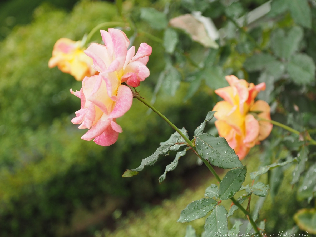 古河庭園の薔薇 - 48