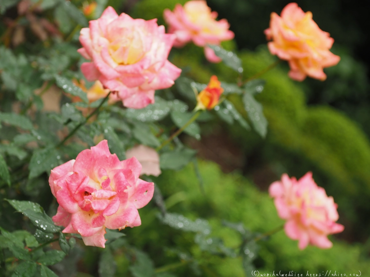 古河庭園の薔薇 - 49