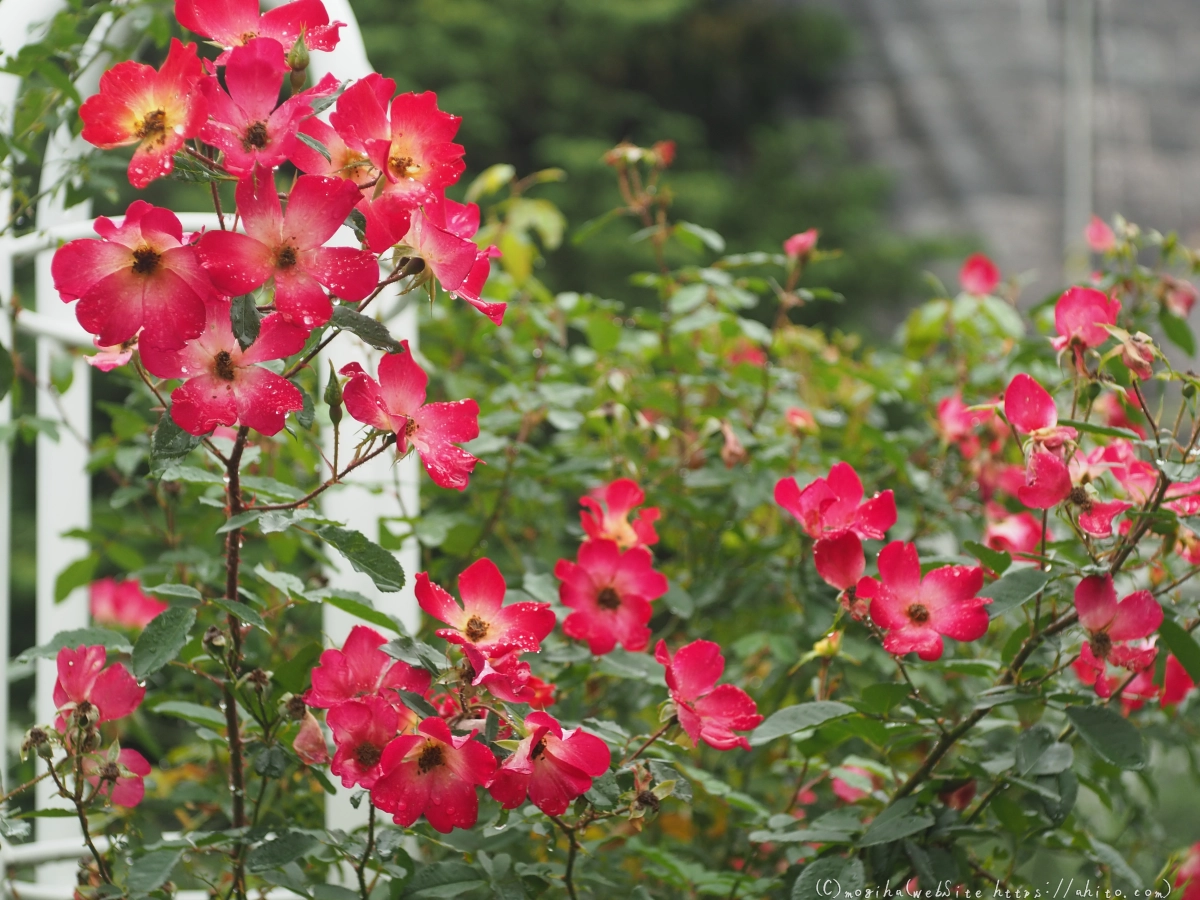 古河庭園の薔薇 - 50