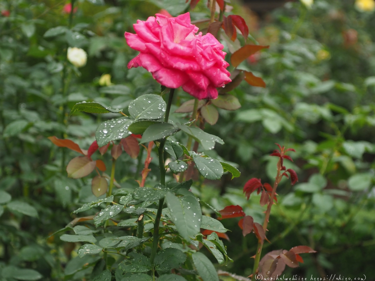 古河庭園の薔薇 - 51