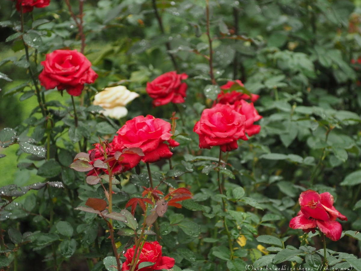 古河庭園の薔薇 - 52