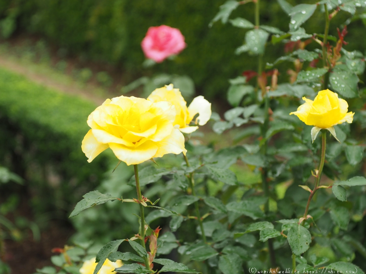 古河庭園の薔薇 - 53