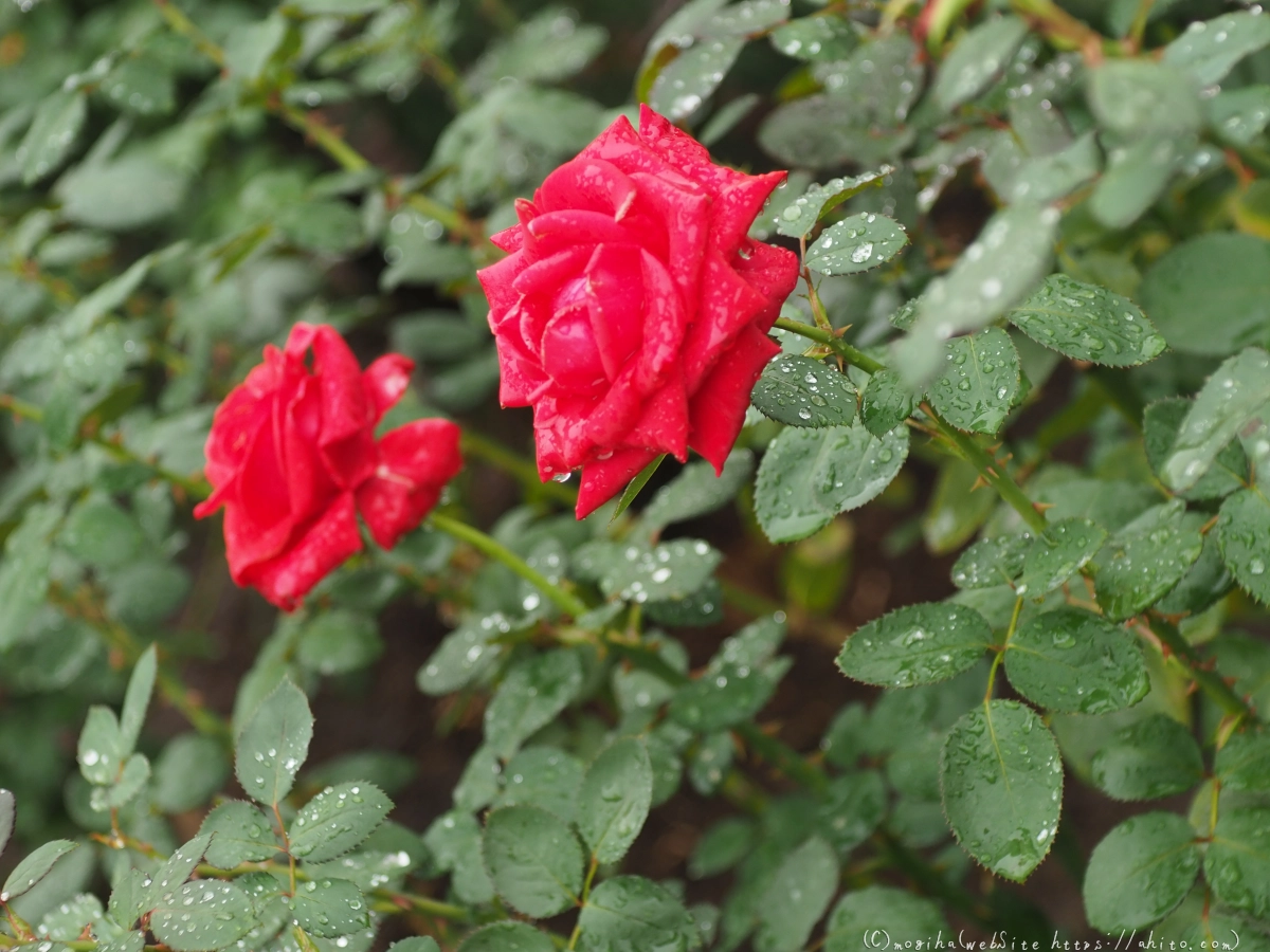 古河庭園の薔薇 - 54