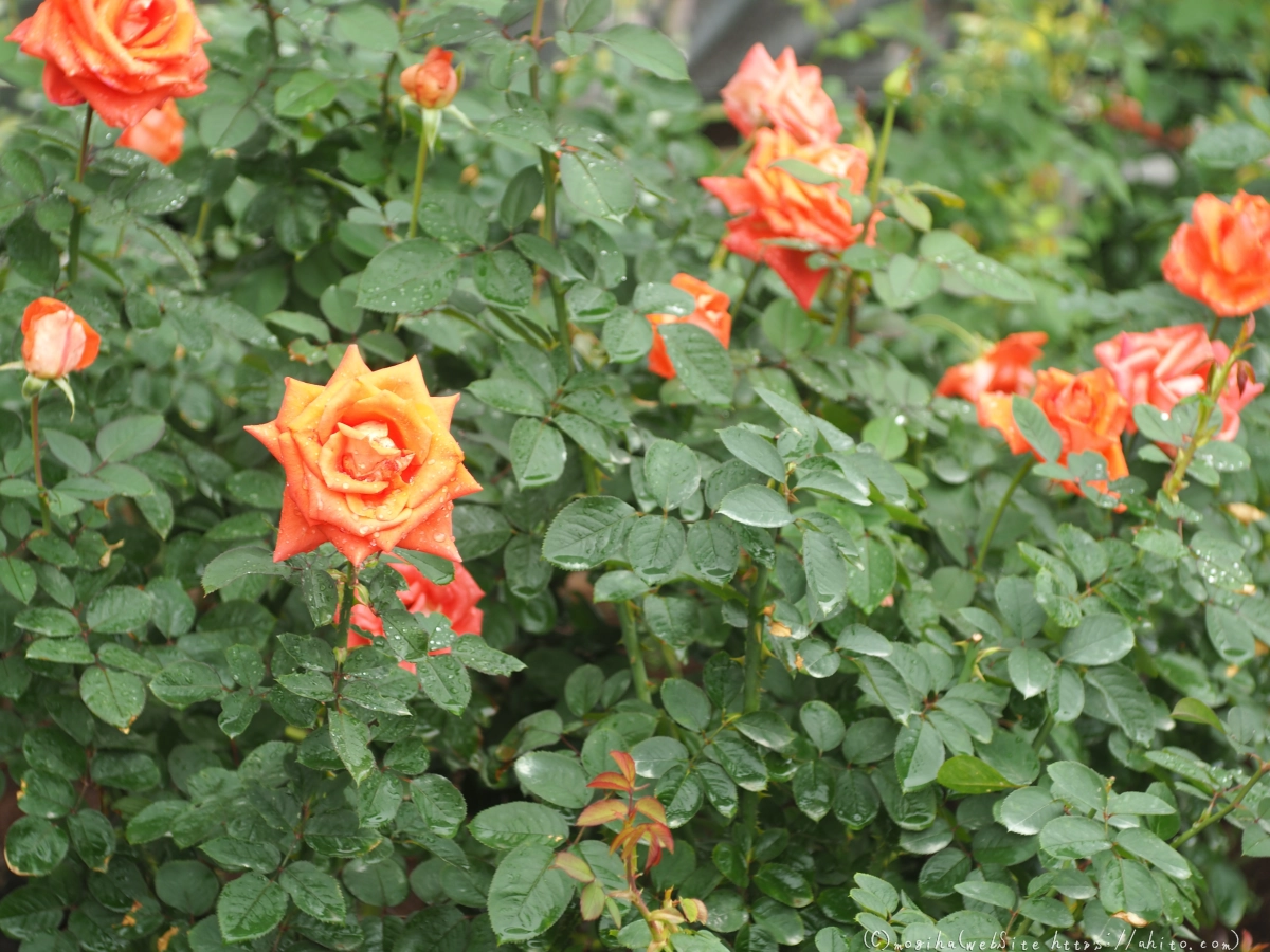 古河庭園の薔薇 - 55