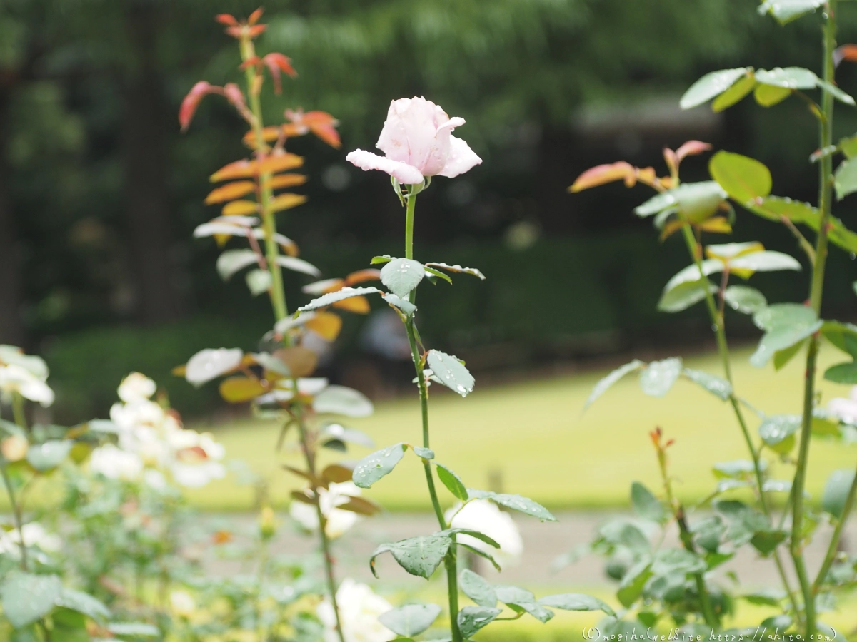 古河庭園の薔薇 - 56