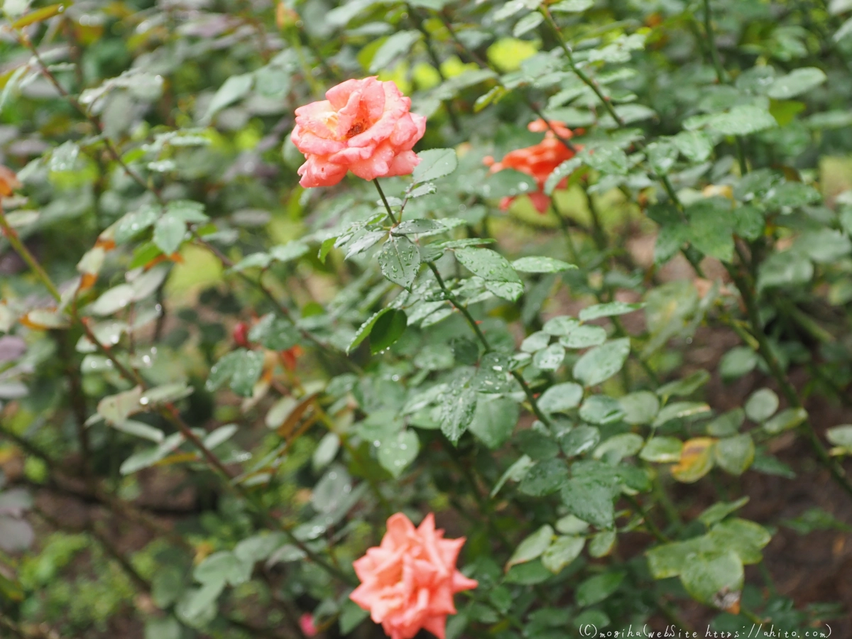 古河庭園の薔薇 - 57