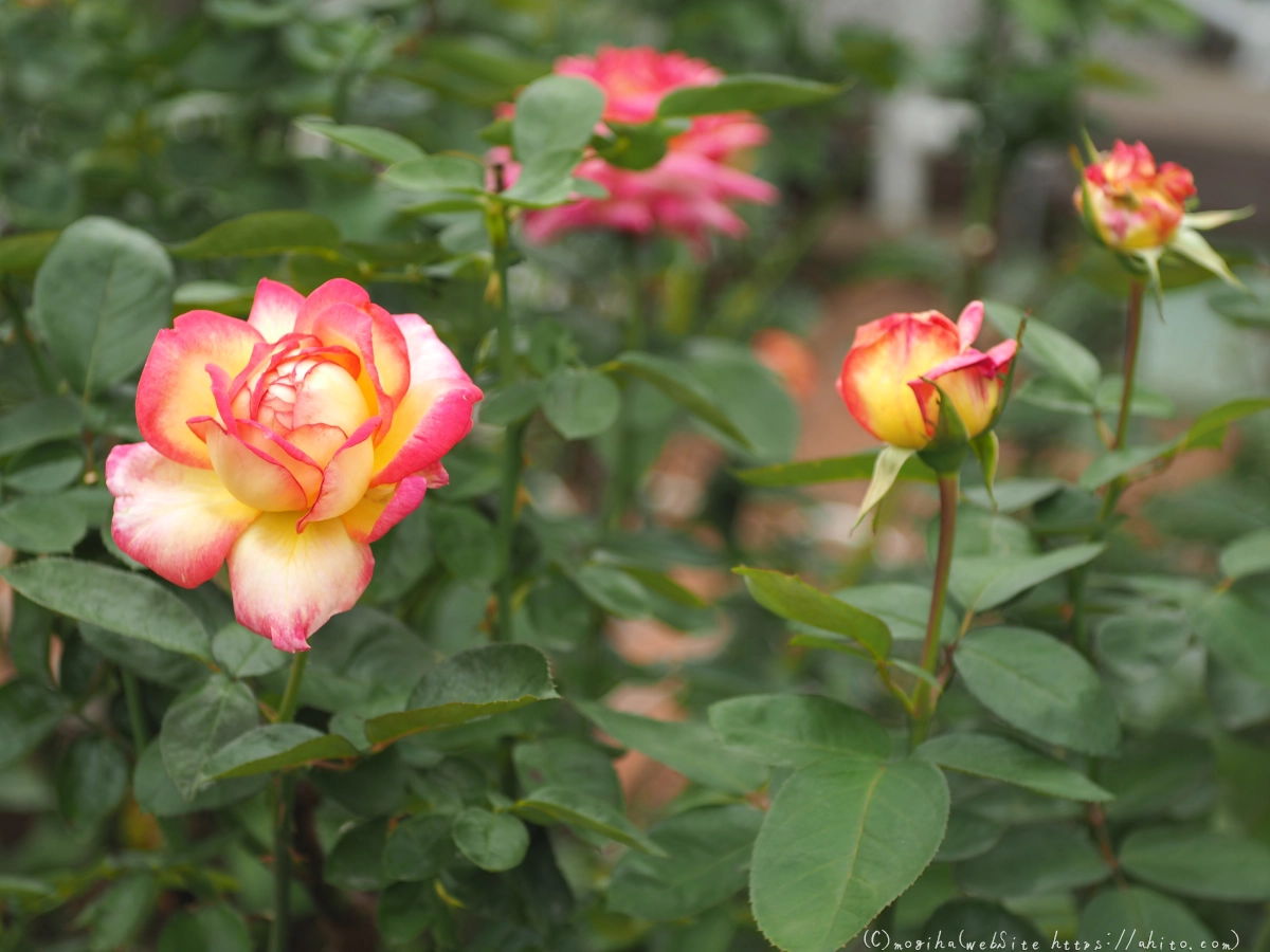 芝浦中央公園の薔薇園 - 01