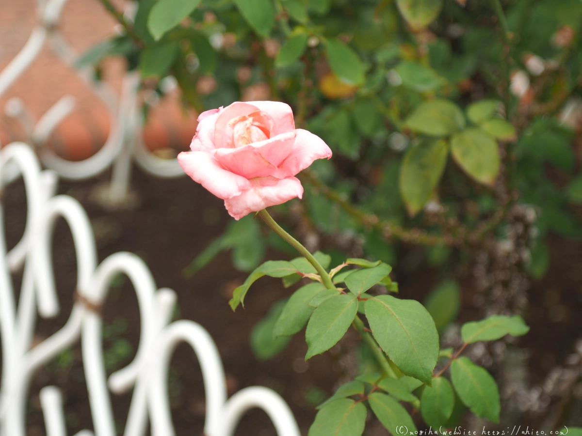 芝浦中央公園の薔薇園 - 03