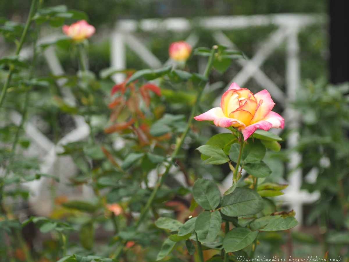 芝浦中央公園の薔薇園 - 05