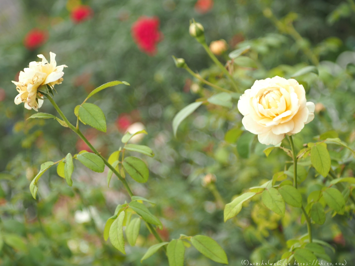 芝浦中央公園の薔薇園 - 06