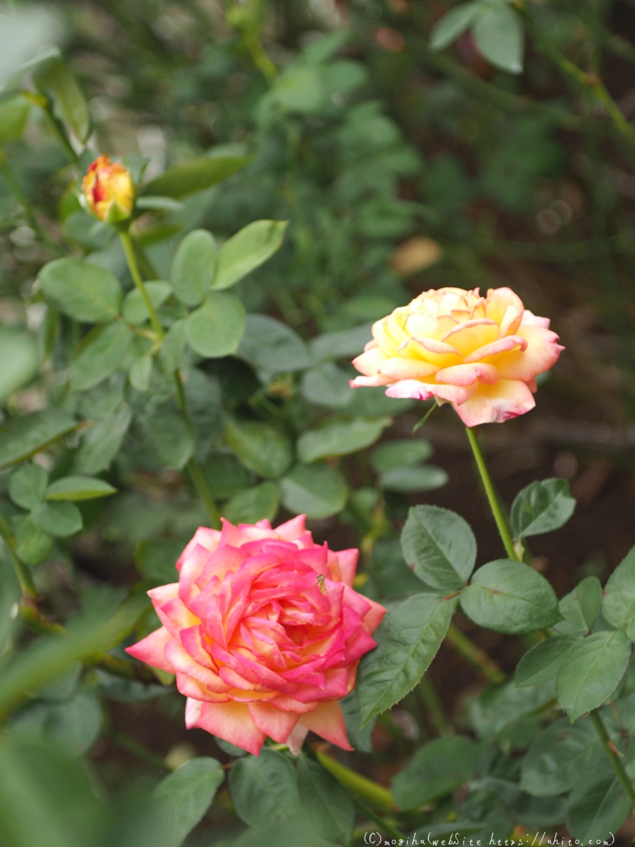 芝浦中央公園の薔薇園 - 07