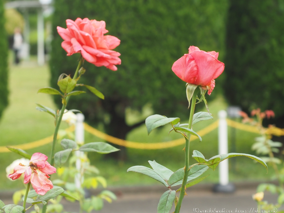 芝浦中央公園の薔薇園 - 08