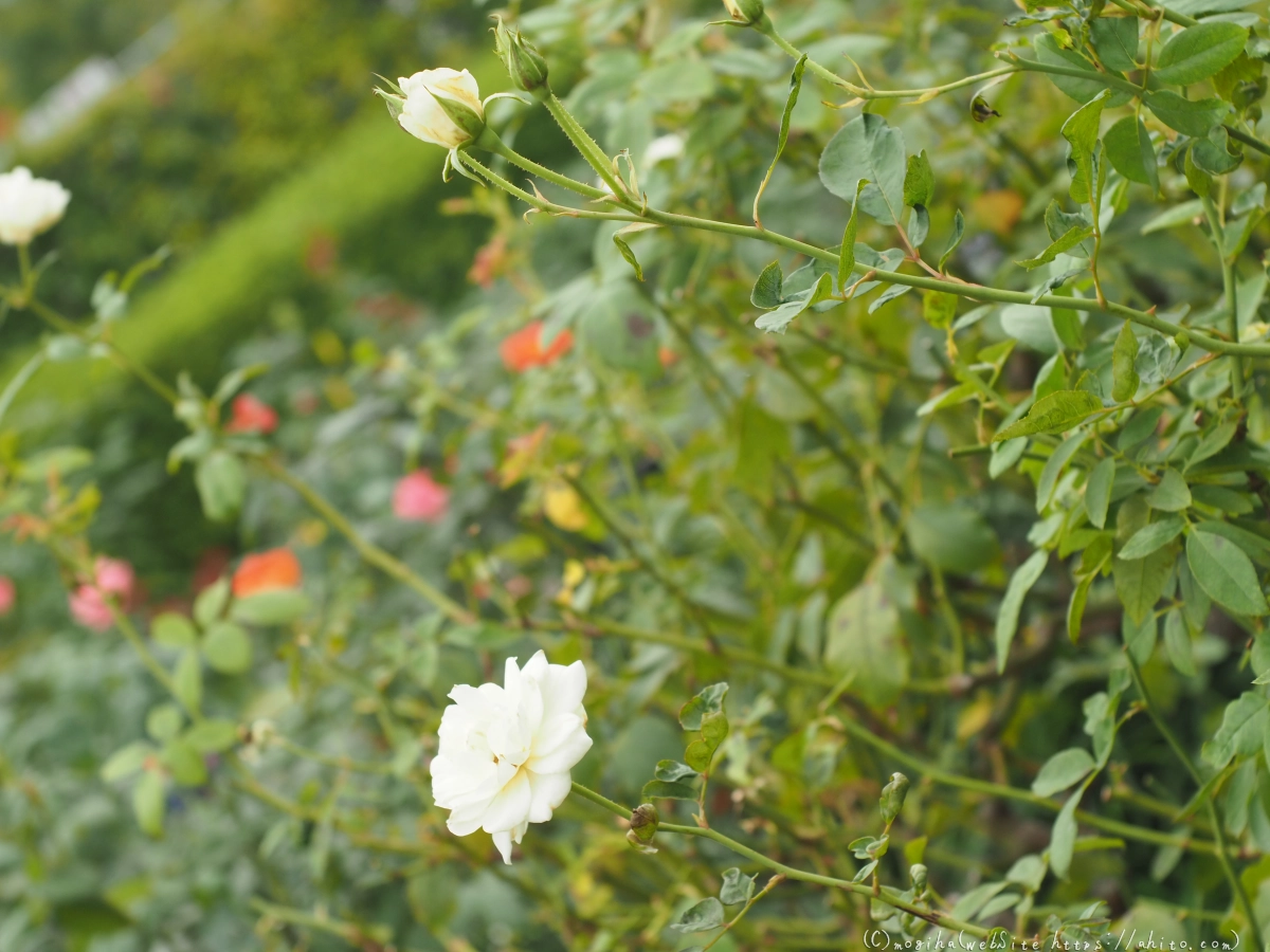 芝浦中央公園の薔薇園 - 09