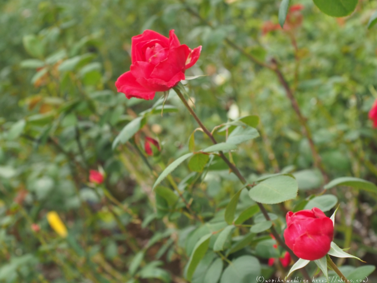 芝浦中央公園の薔薇園 - 10