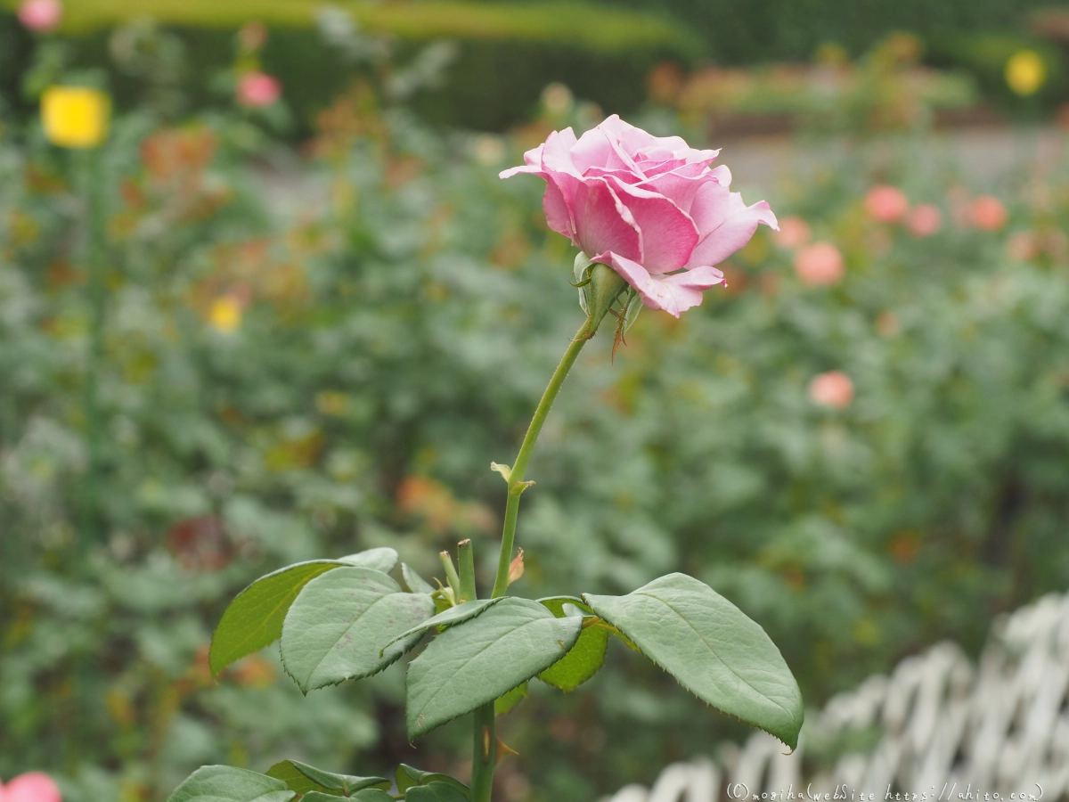 芝浦中央公園の薔薇園 - 11