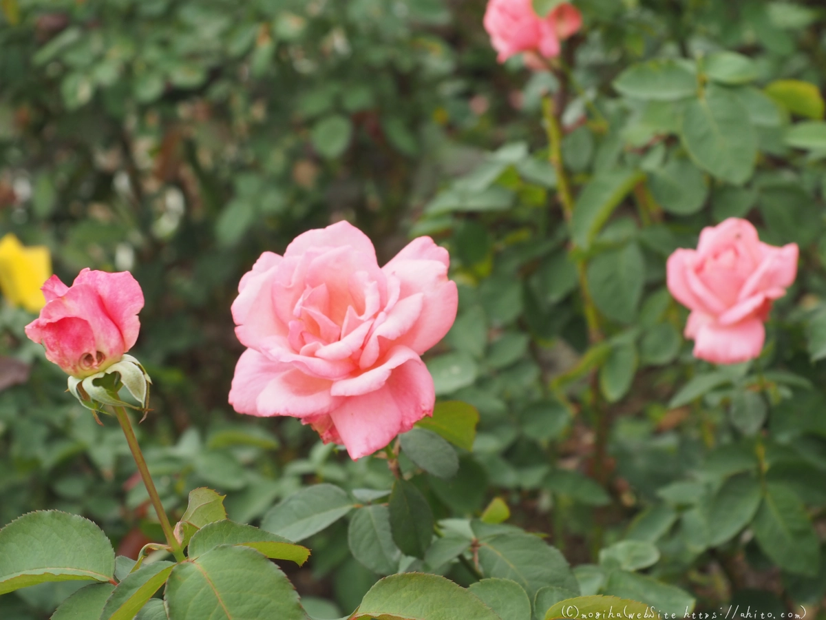 芝浦中央公園の薔薇園 - 12