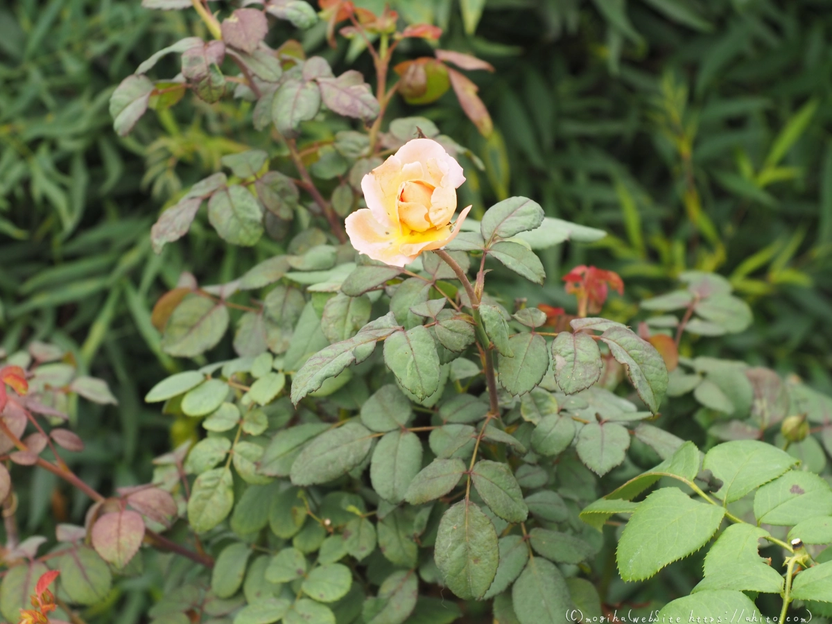 芝浦中央公園の薔薇園 - 13