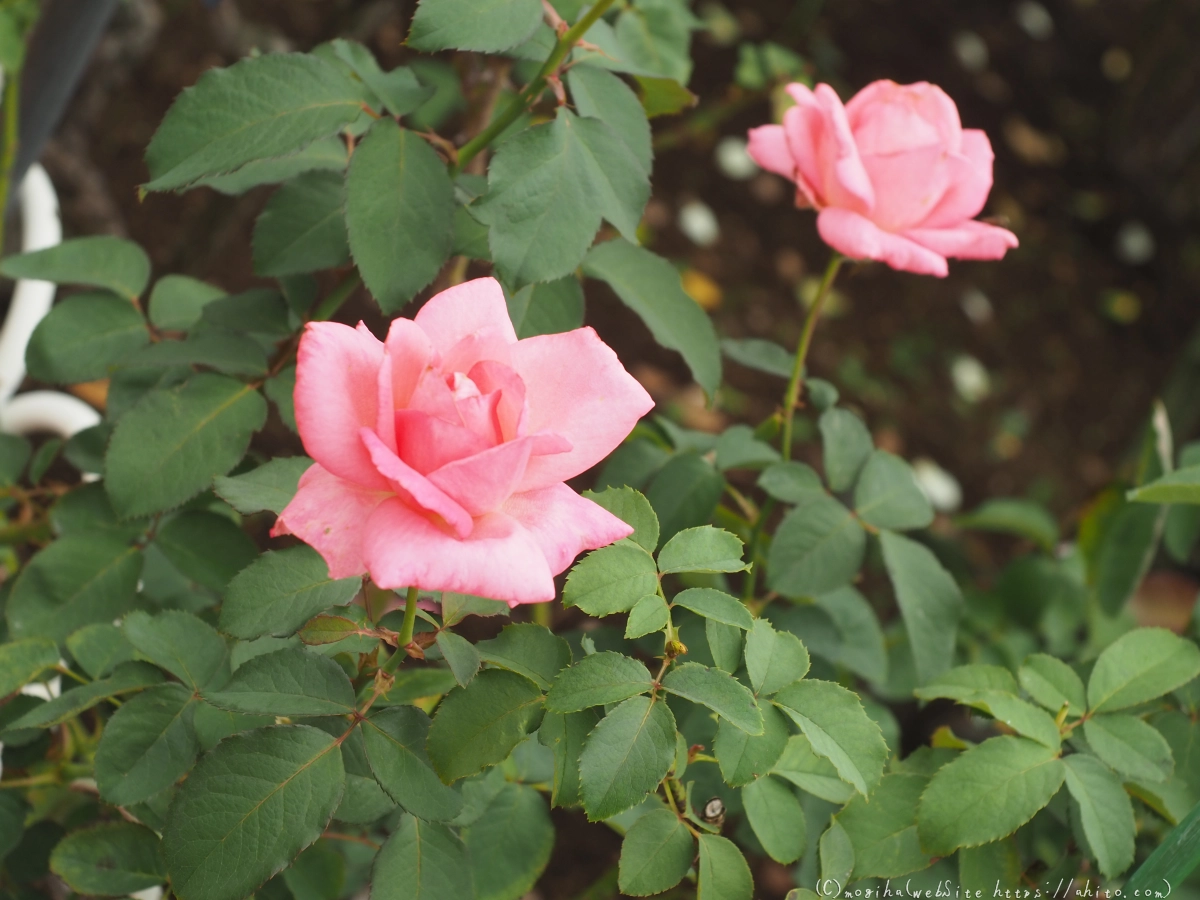 芝浦中央公園の薔薇園 - 14