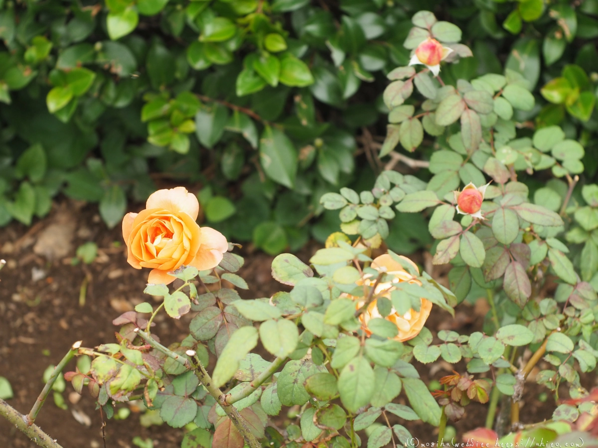 芝浦中央公園の薔薇園 - 15