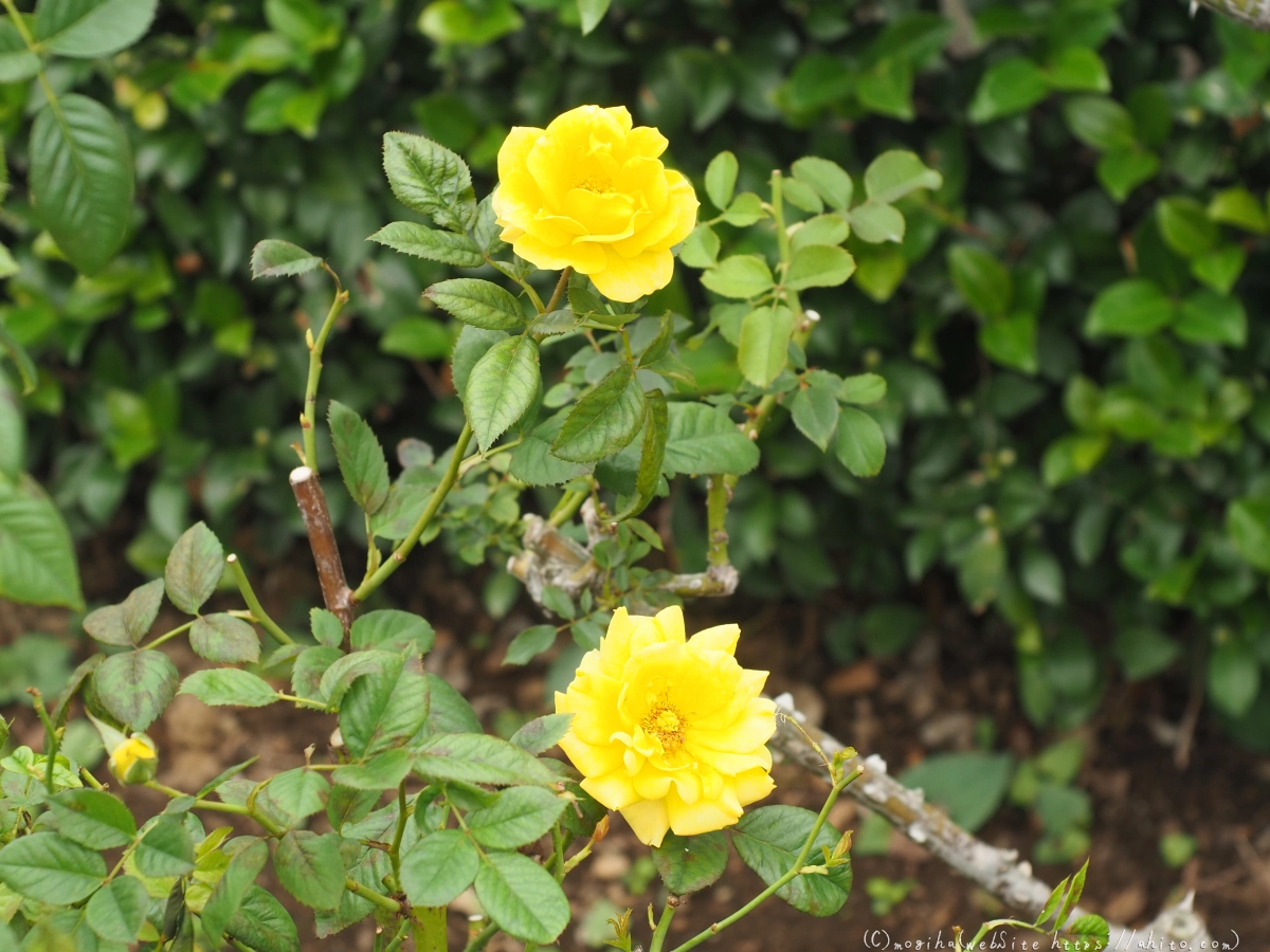 芝浦中央公園の薔薇園 - 16