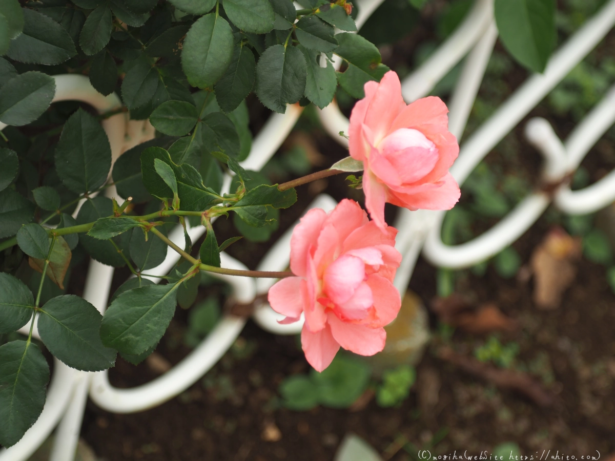 芝浦中央公園の薔薇園 - 17