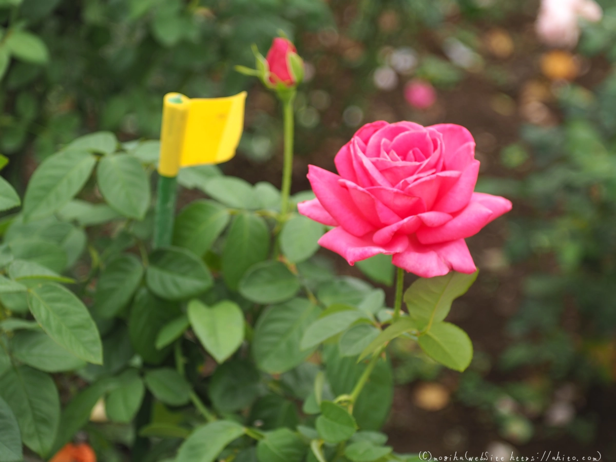 芝浦中央公園の薔薇園 - 18