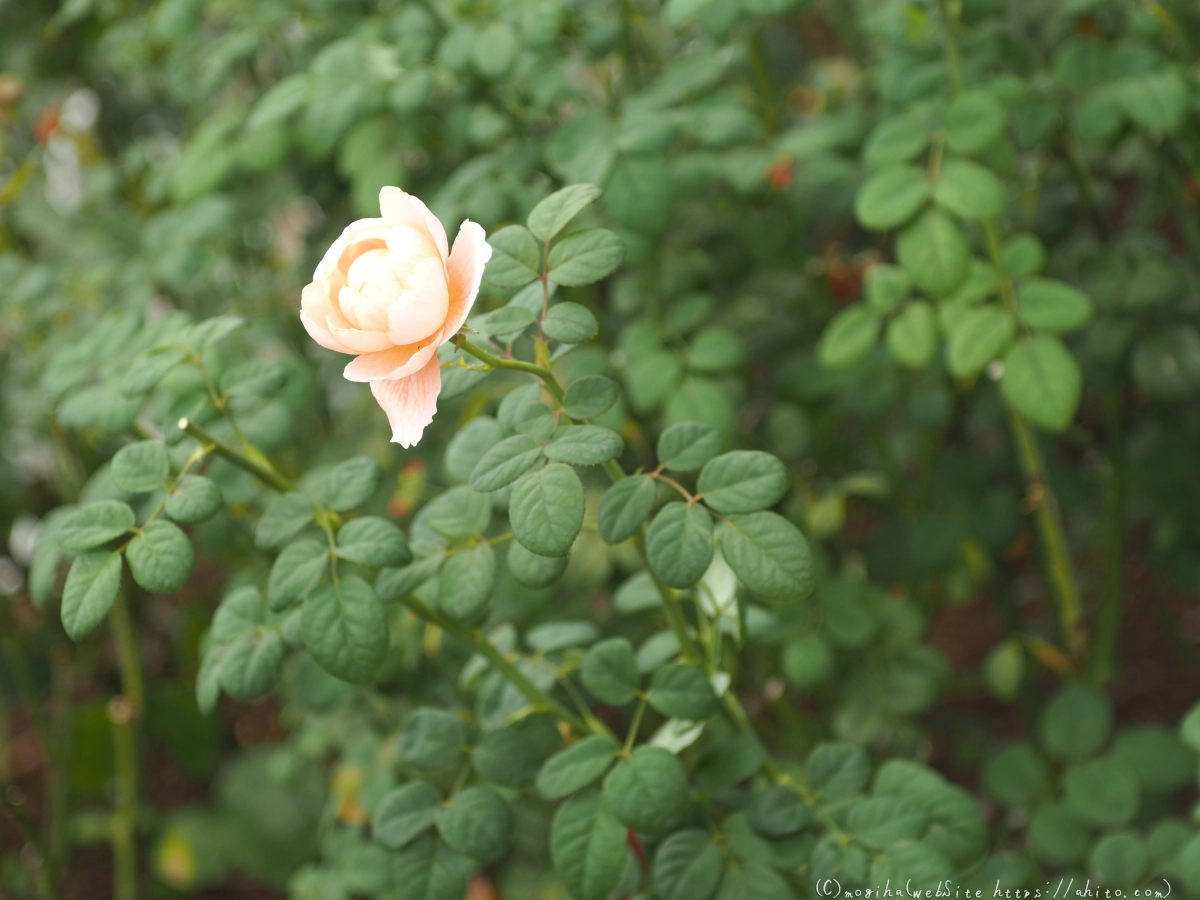 芝浦中央公園の薔薇園 - 19