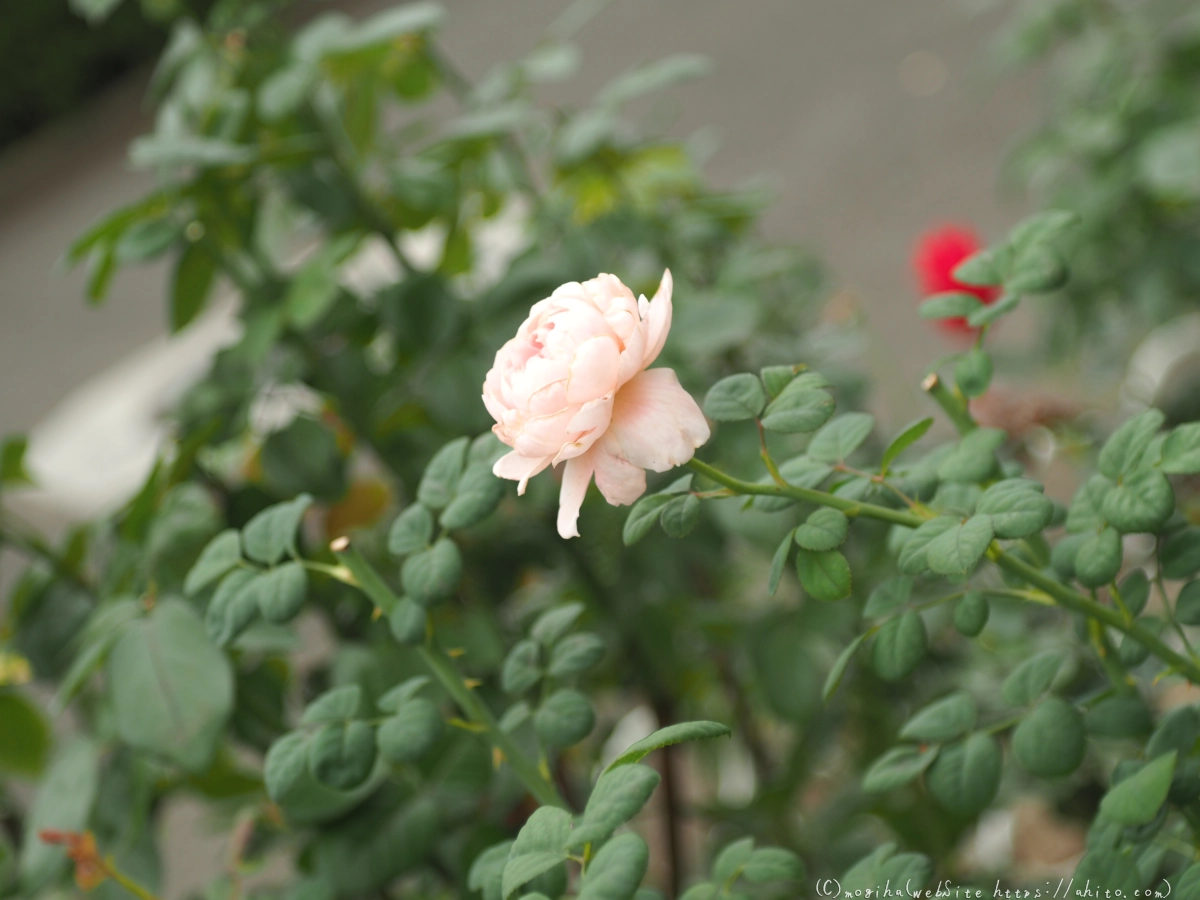 芝浦中央公園の薔薇園 - 20