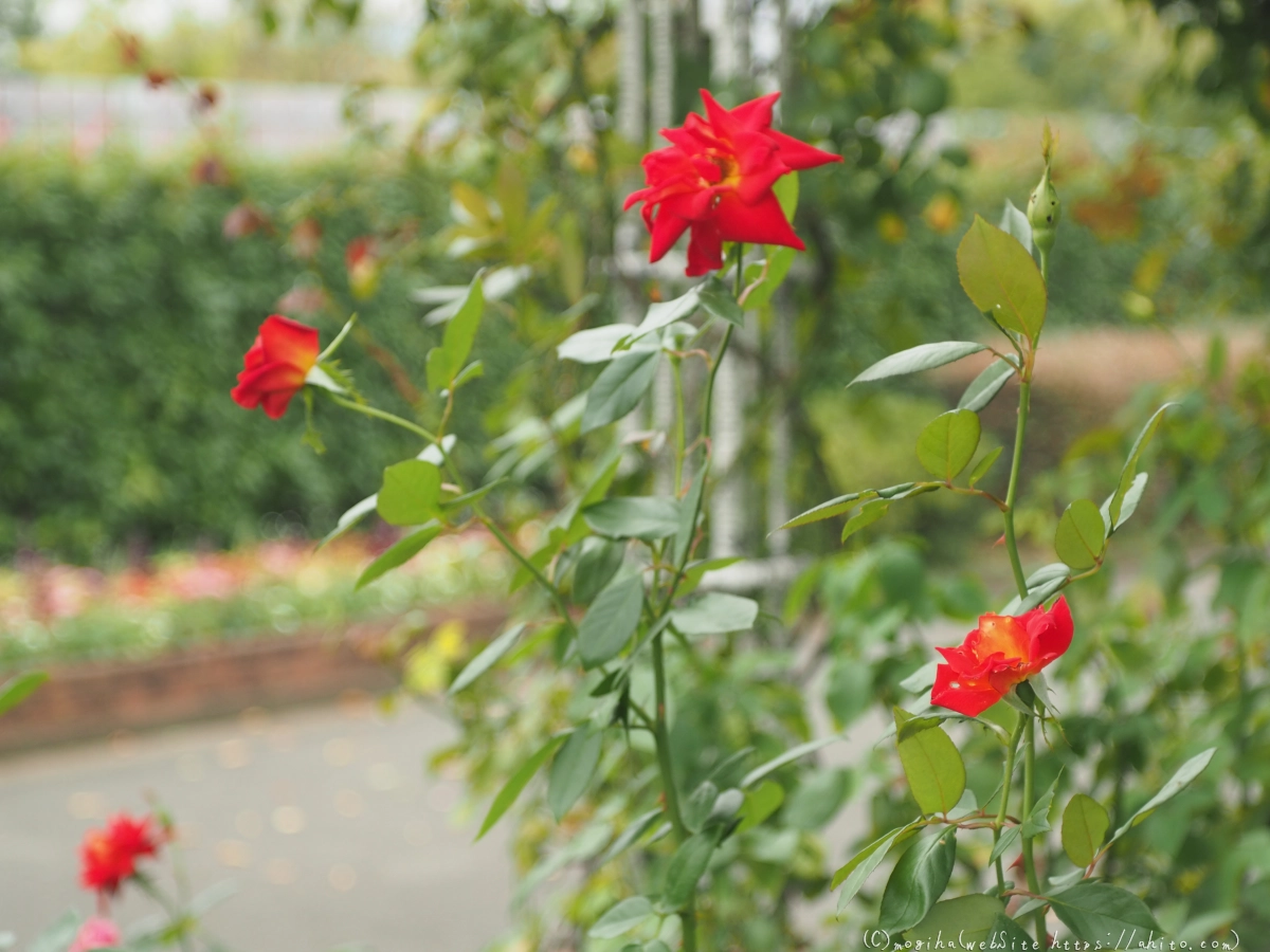 芝浦中央公園の薔薇園 - 22