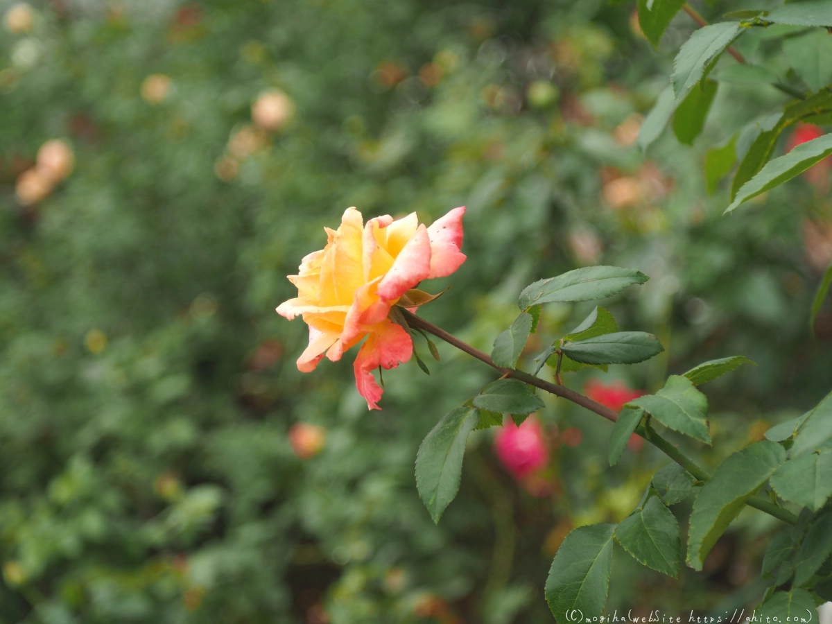 芝浦中央公園の薔薇園 - 23