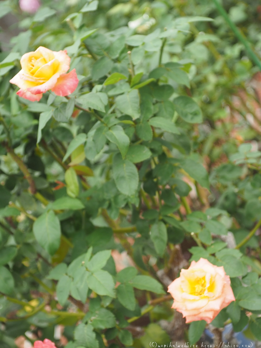 芝浦中央公園の薔薇園 - 24