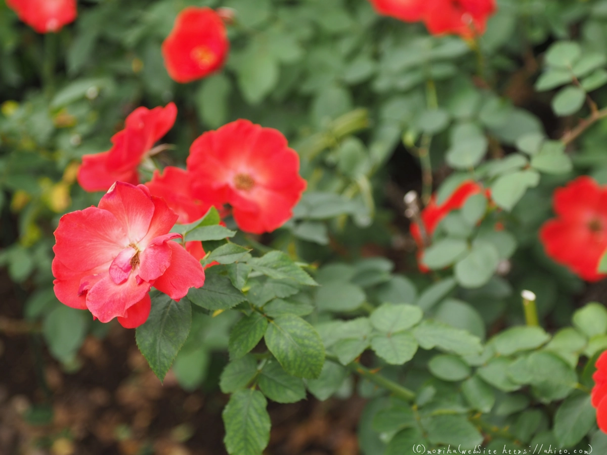 芝浦中央公園の薔薇園 - 25