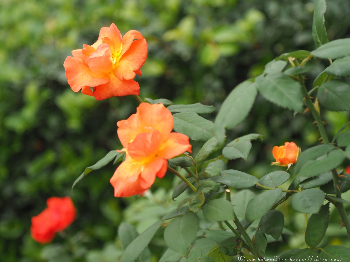 芝浦中央公園の薔薇園 - 26