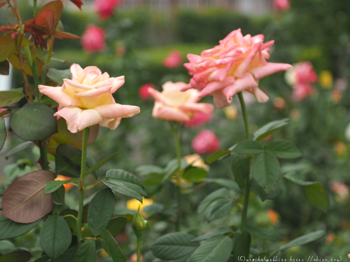 芝浦中央公園の薔薇園 - 27