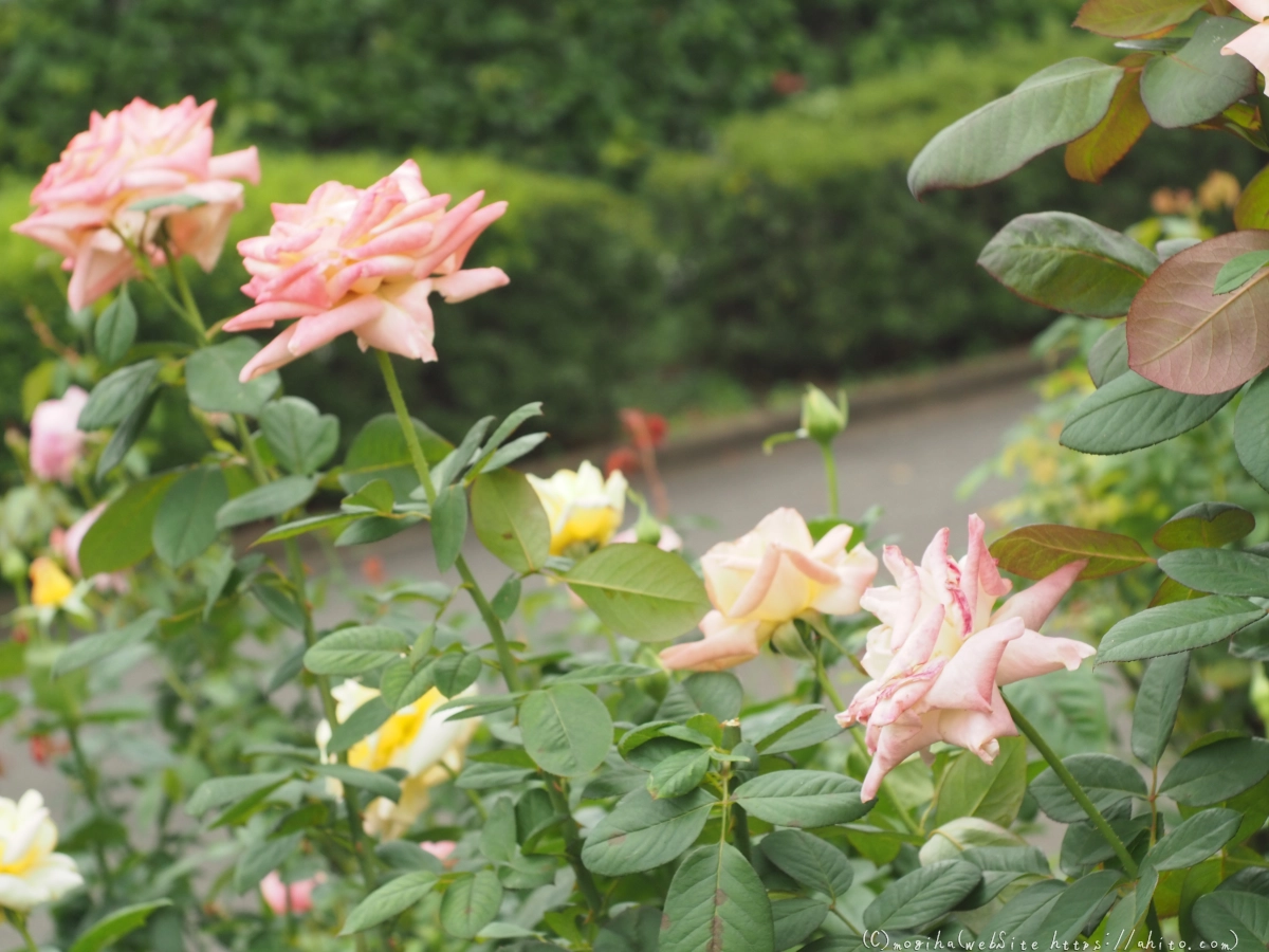 芝浦中央公園の薔薇園 - 28