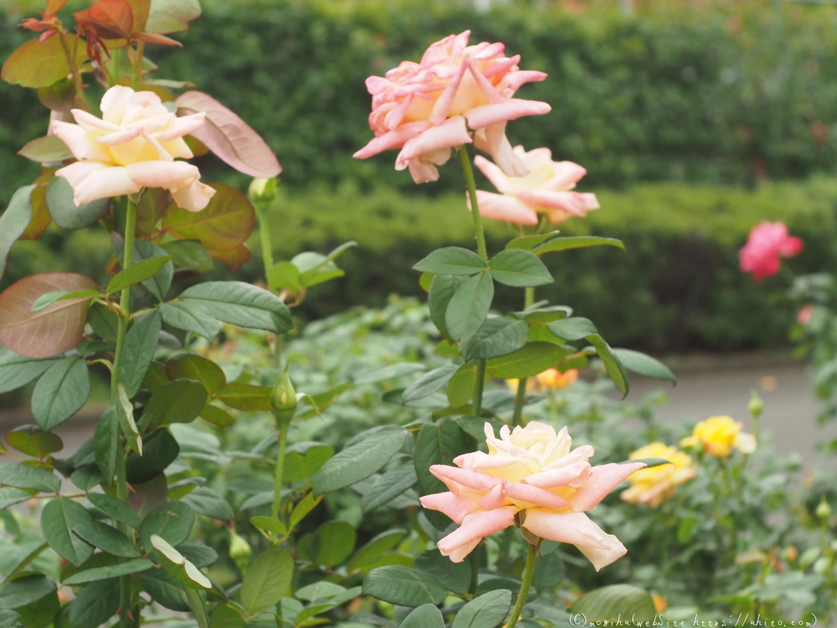 芝浦中央公園の薔薇園 - 29