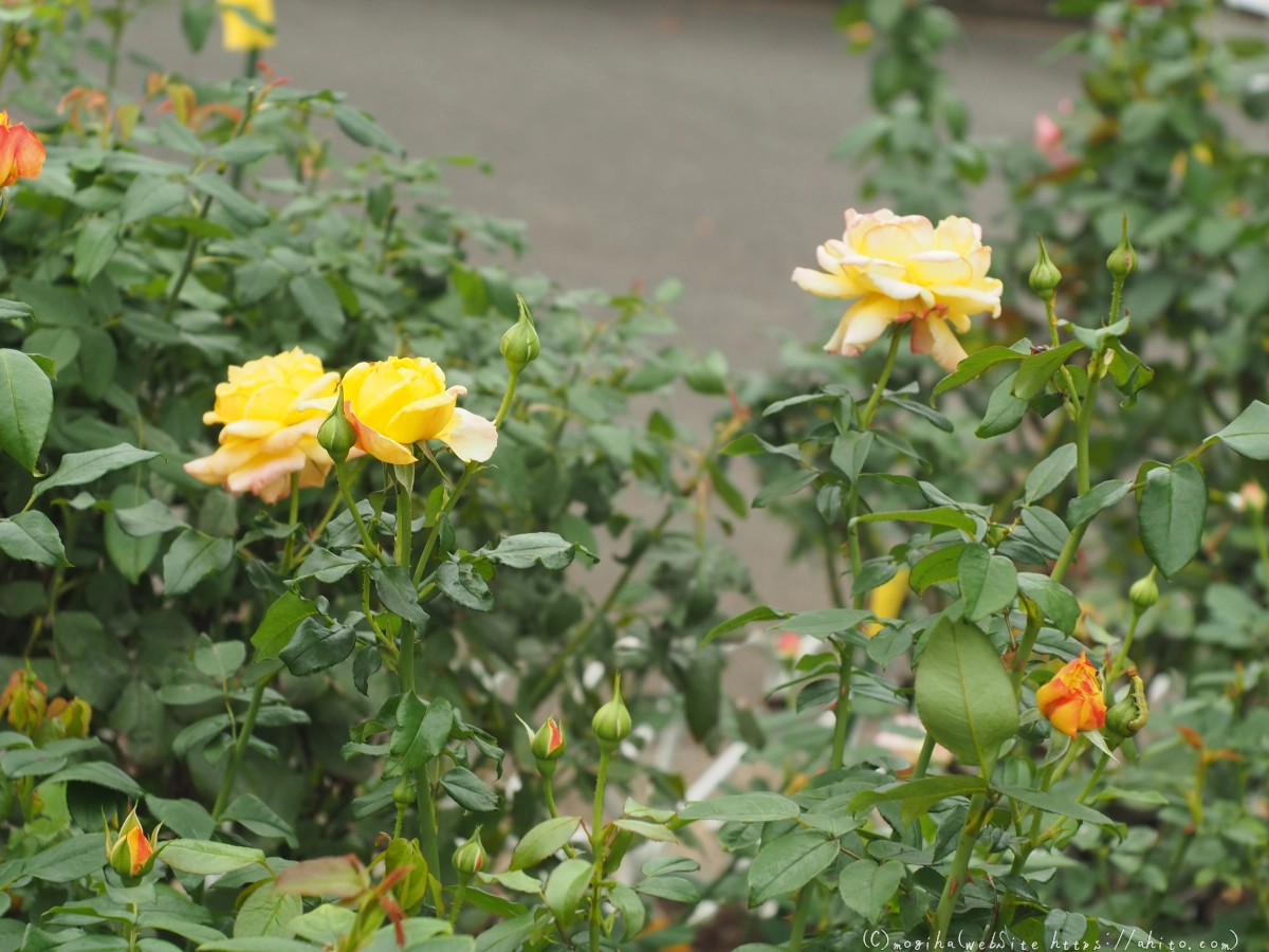 芝浦中央公園の薔薇園 - 30