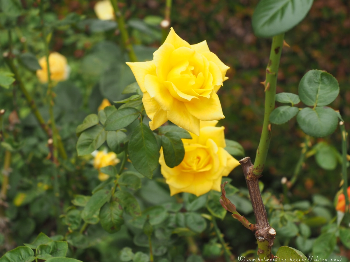 芝浦中央公園の薔薇園 - 31