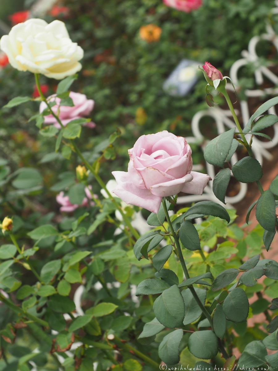 芝浦中央公園の薔薇園 - 33