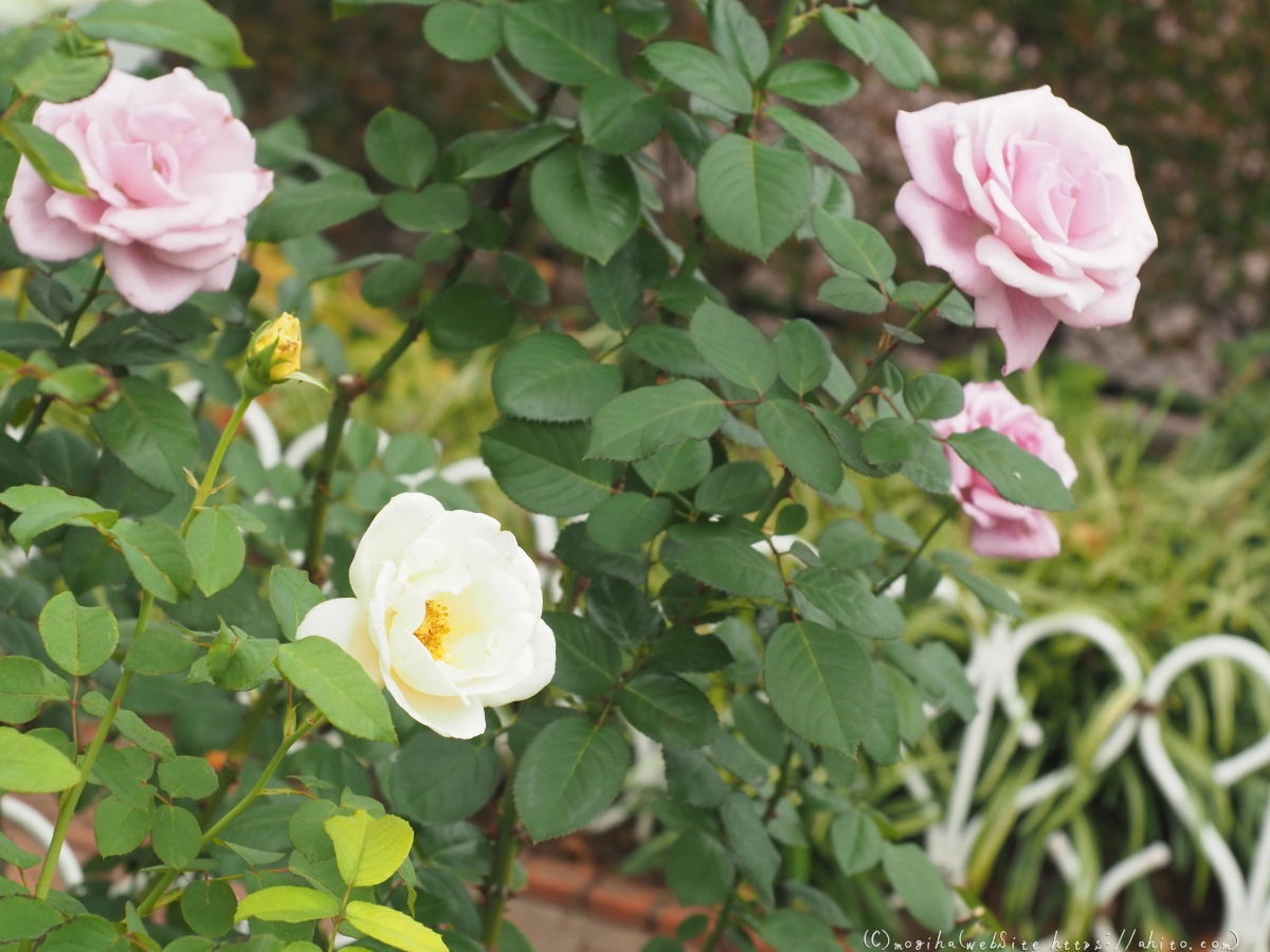 芝浦中央公園の薔薇園 - 34