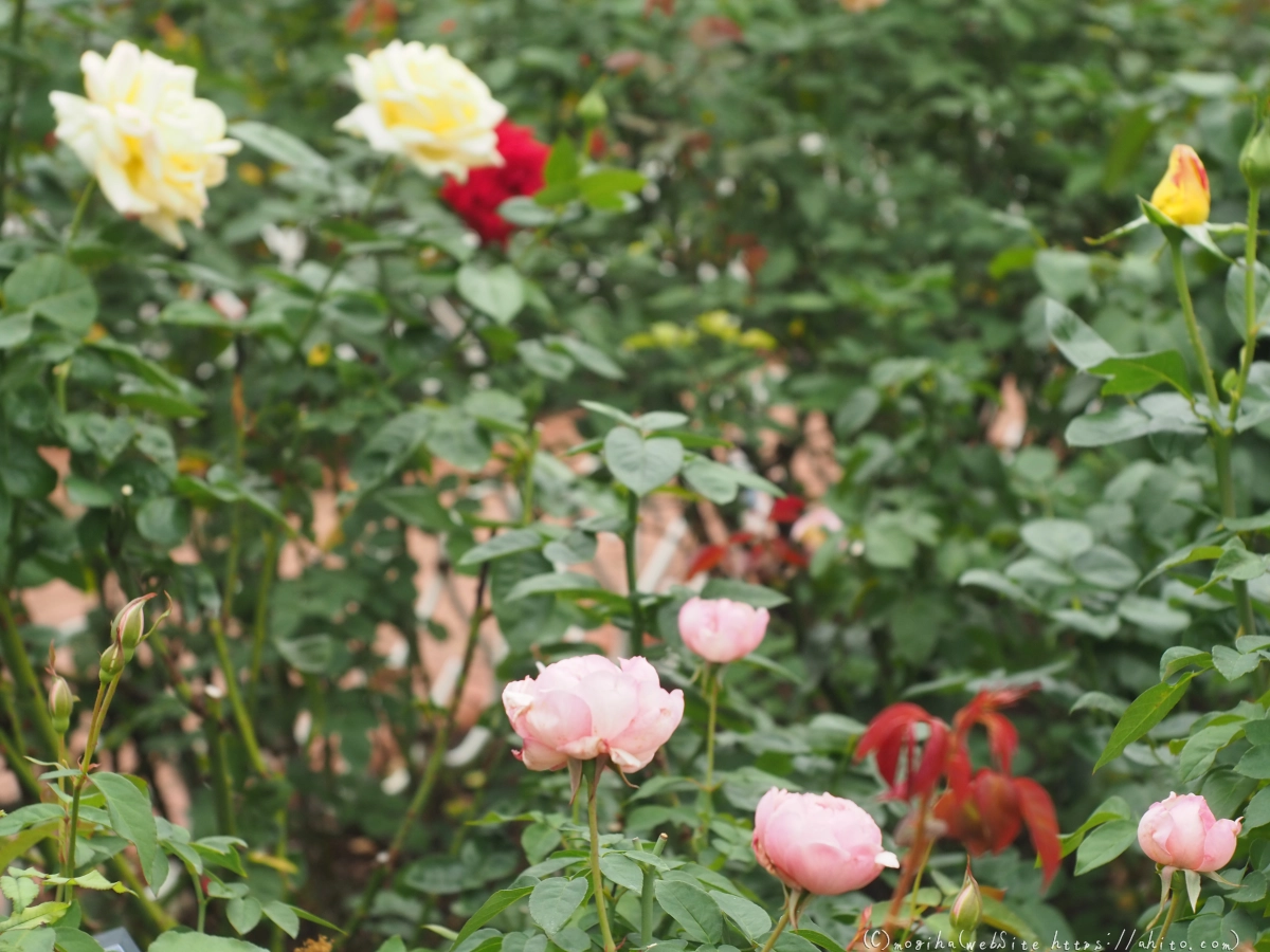 芝浦中央公園の薔薇園 - 35