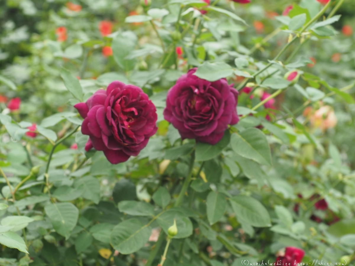 芝浦中央公園の薔薇園 - 36