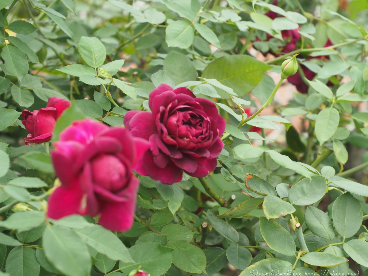 芝浦中央公園の薔薇園 - 37