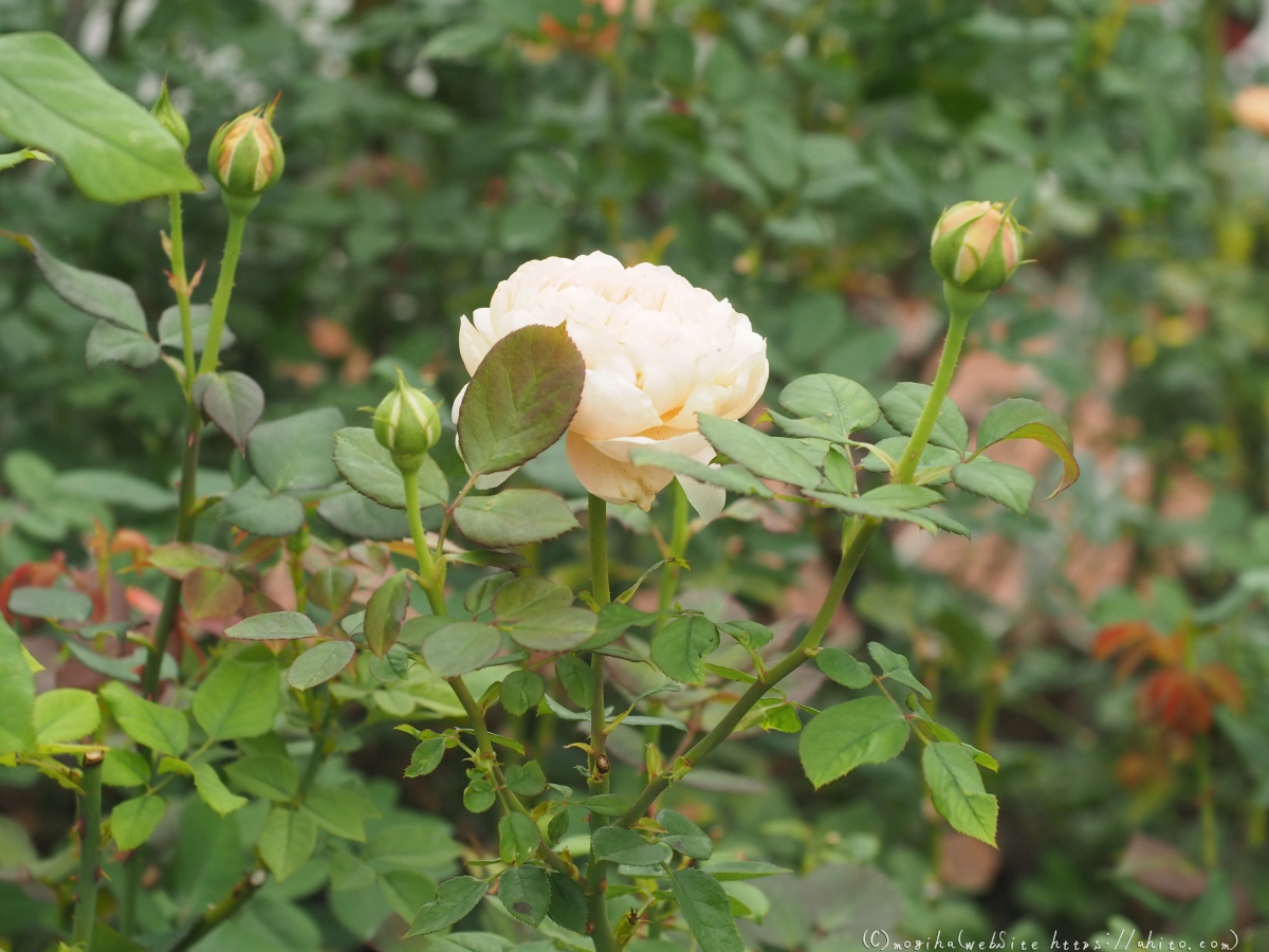 芝浦中央公園の薔薇園 - 38