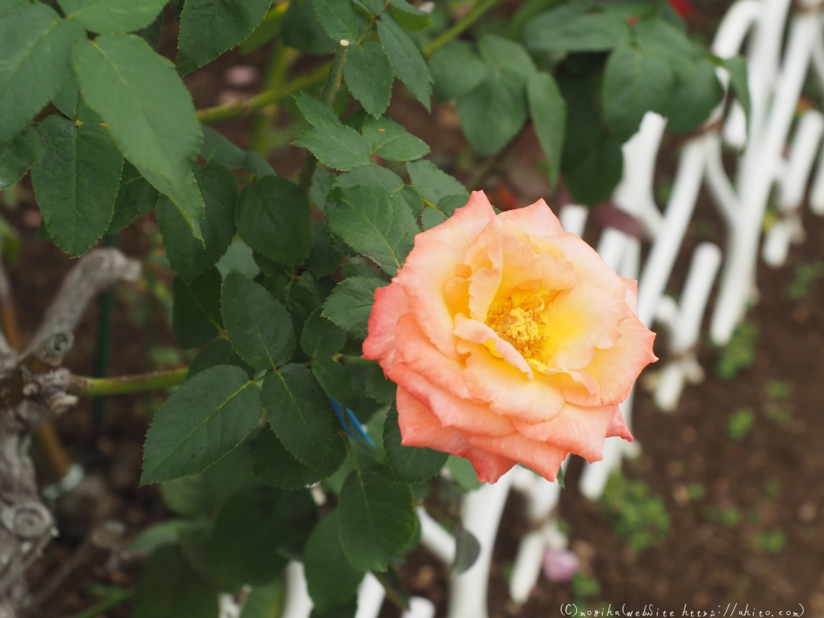 芝浦中央公園の薔薇園 - 39